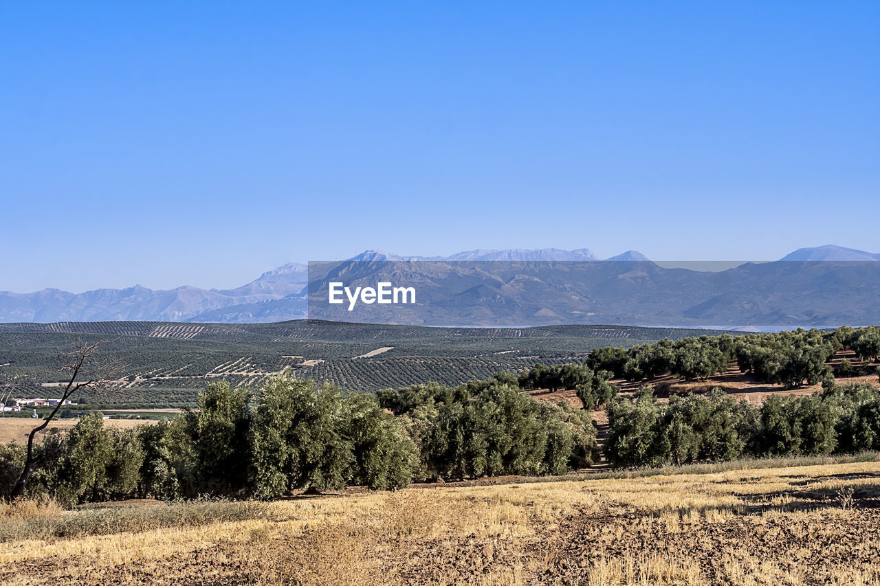 Scenic view of field against clear sky