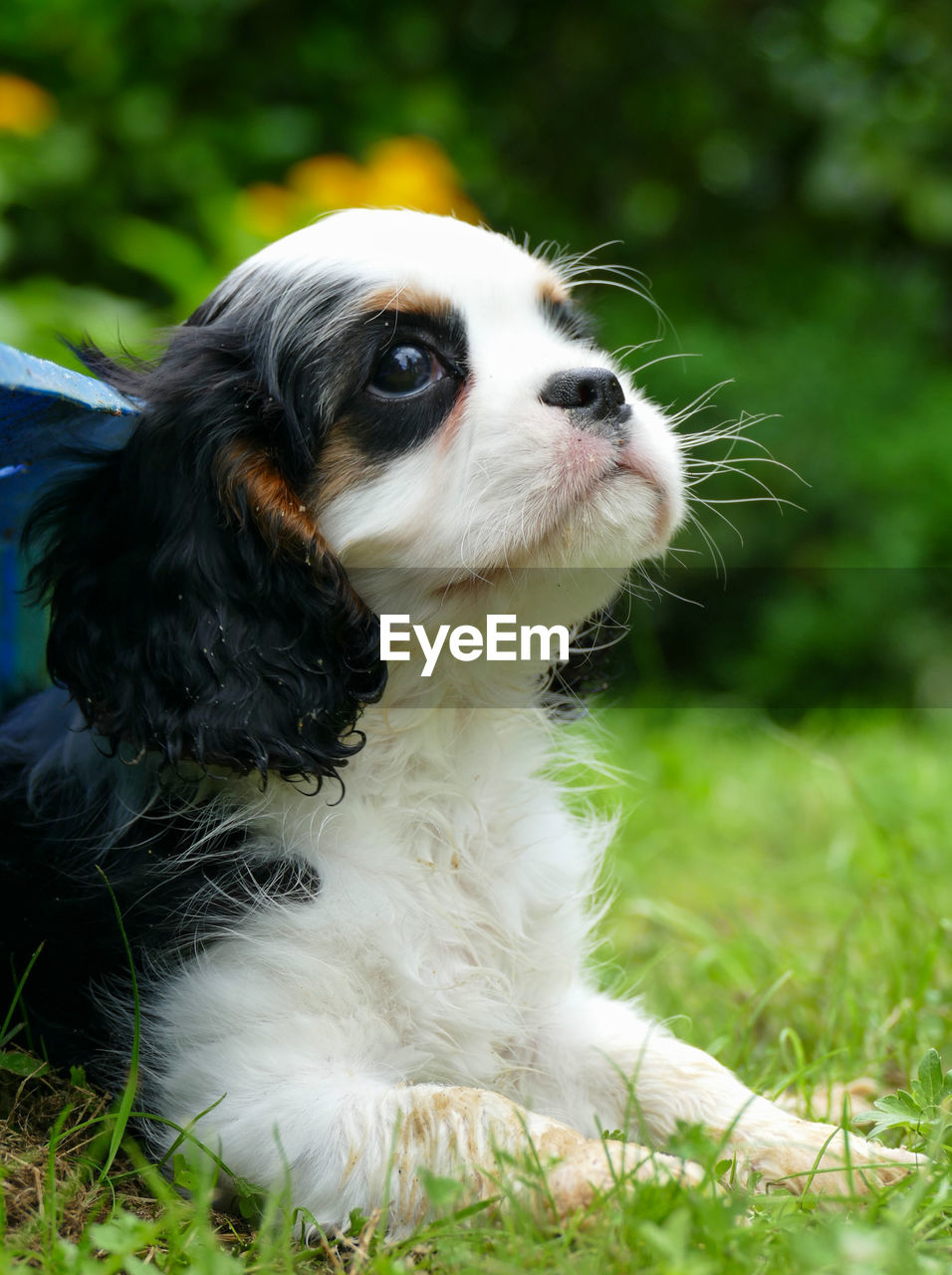 Portrait of a tricolor cavalier king charles puppy looking up from low angle view