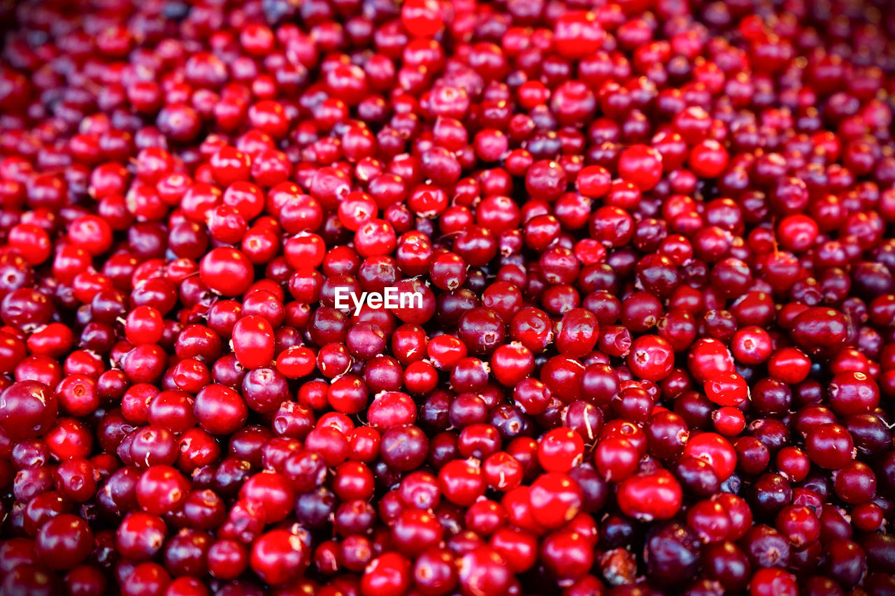 FULL FRAME SHOT OF RED BERRIES