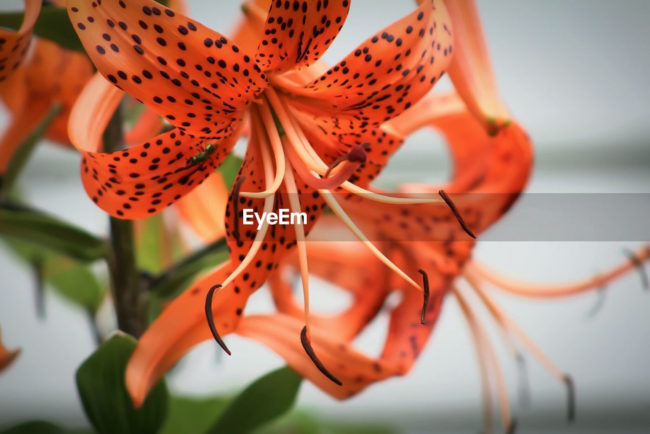 Close-up of tiger lilies blooming outdoors