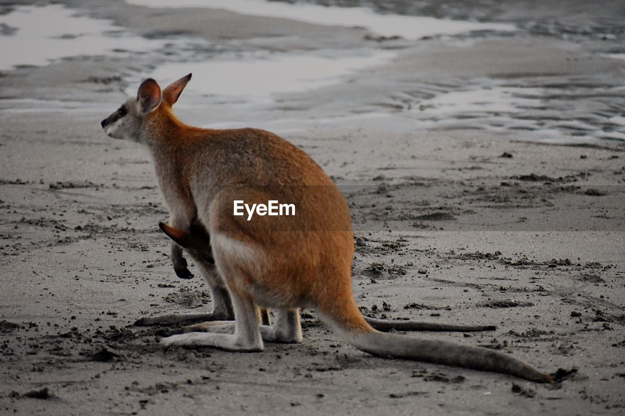 VIEW OF DEER ON THE BEACH