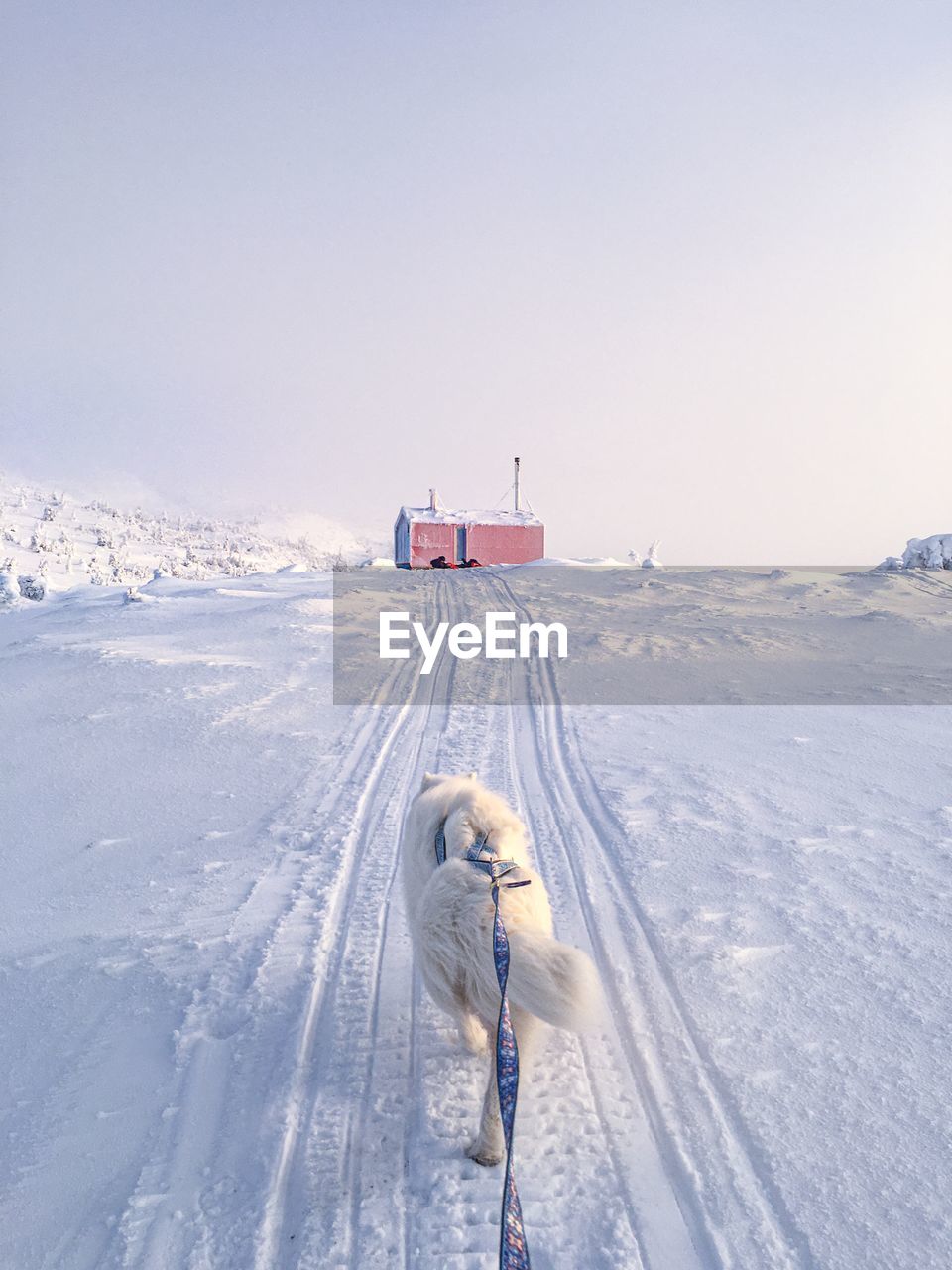 Dog on snow covered field against sky