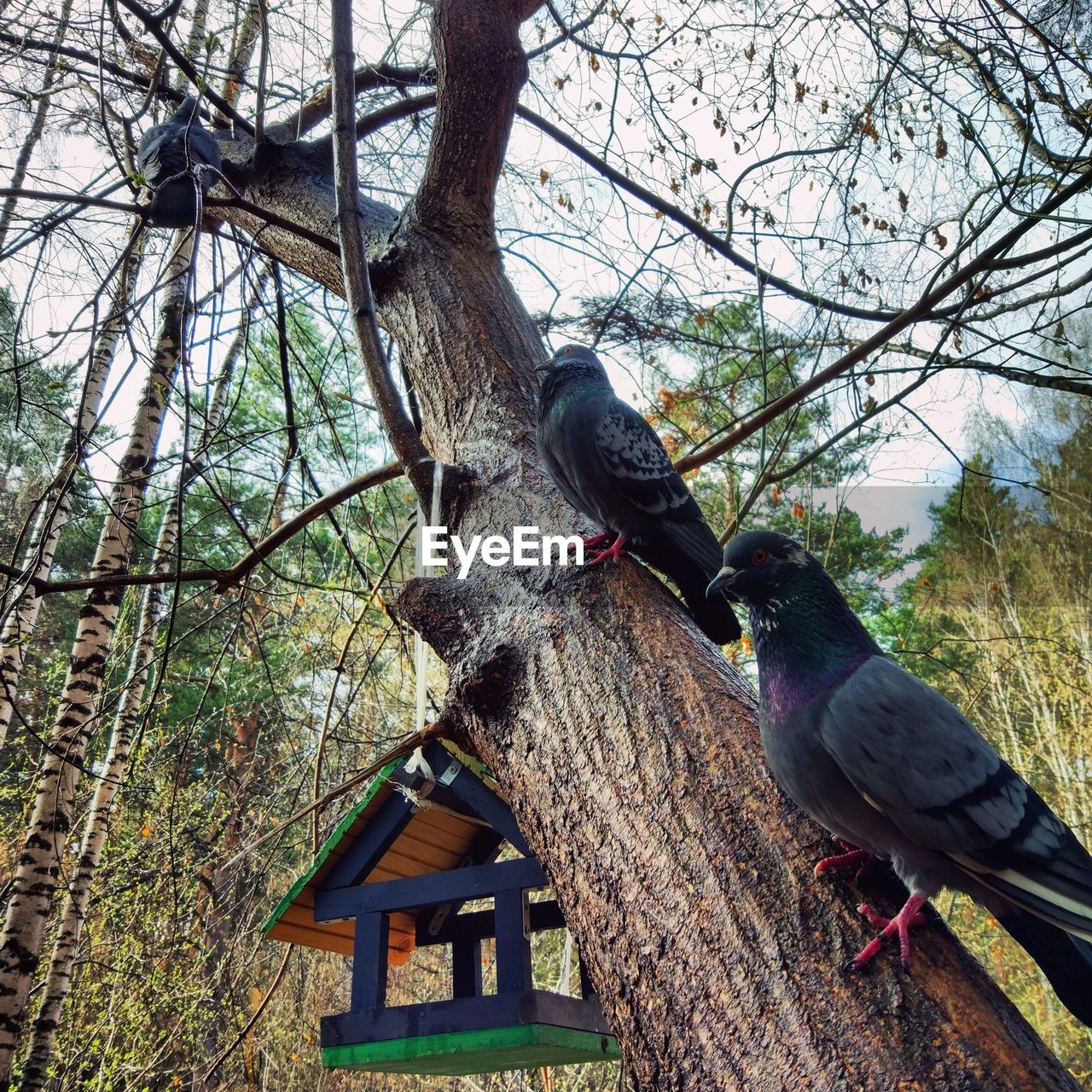 LOW ANGLE VIEW OF BIRD ON TREE