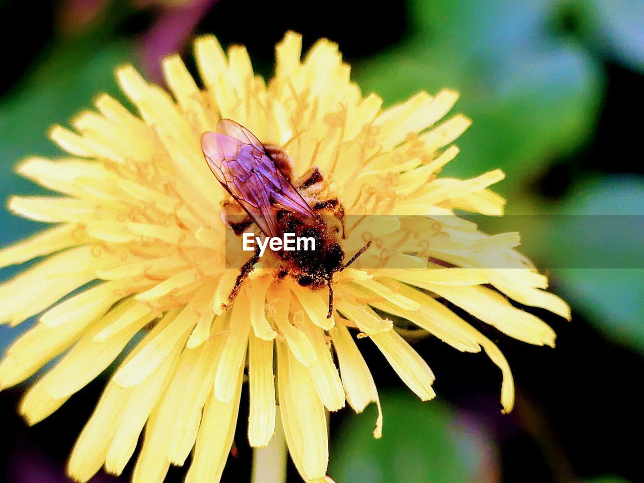 CLOSE-UP OF HONEY BEE POLLINATING FLOWER