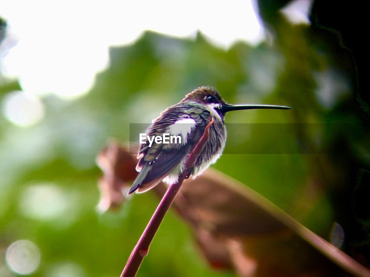 CLOSE-UP OF BIRD PERCHING ON LEAF