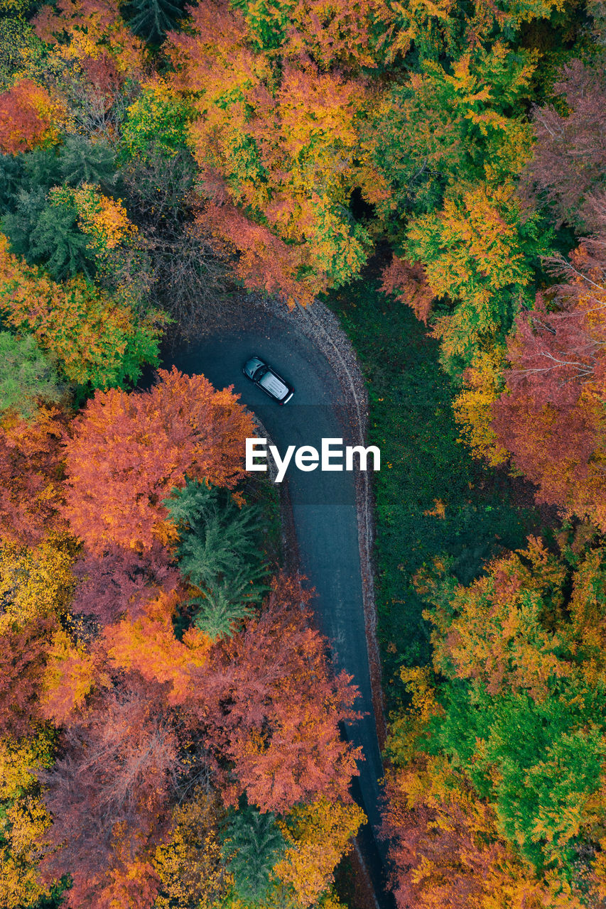 Topdown aerial photo of car on road winding through forest in colorful fall foliage, austria.