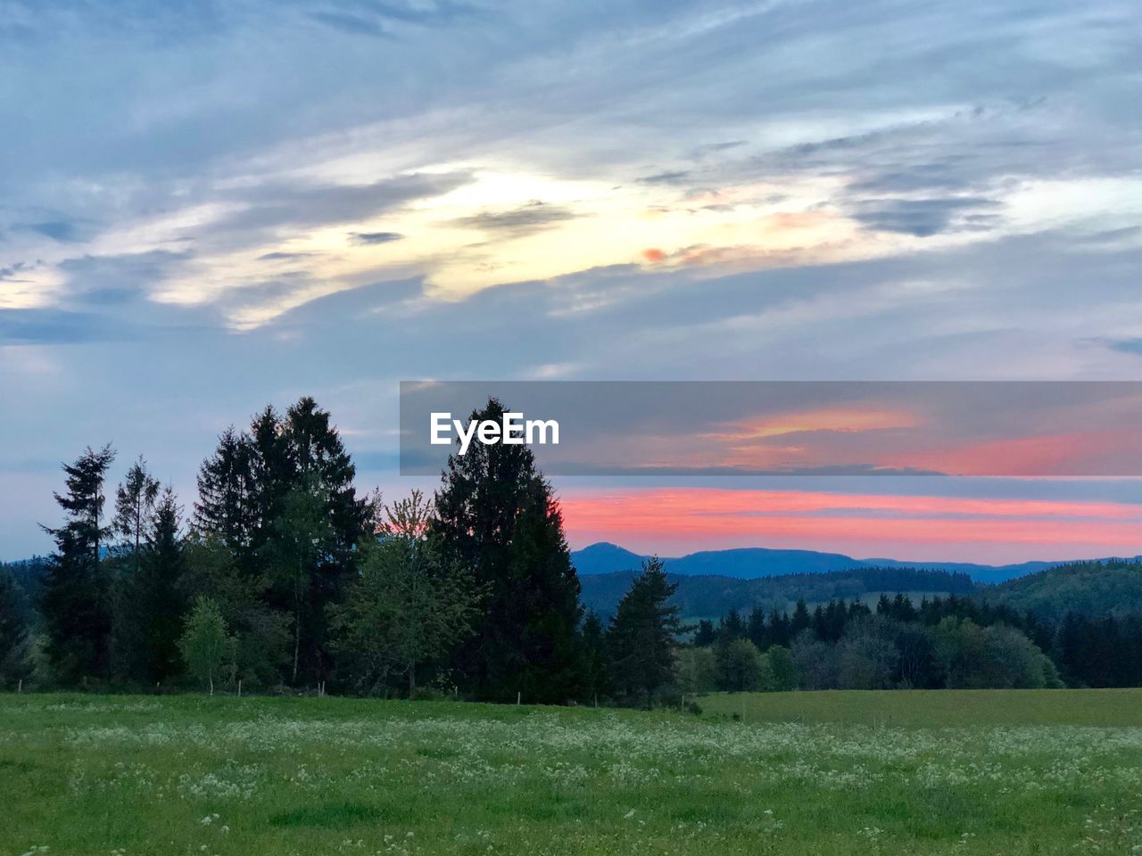 SCENIC VIEW OF TREES ON FIELD AGAINST SKY