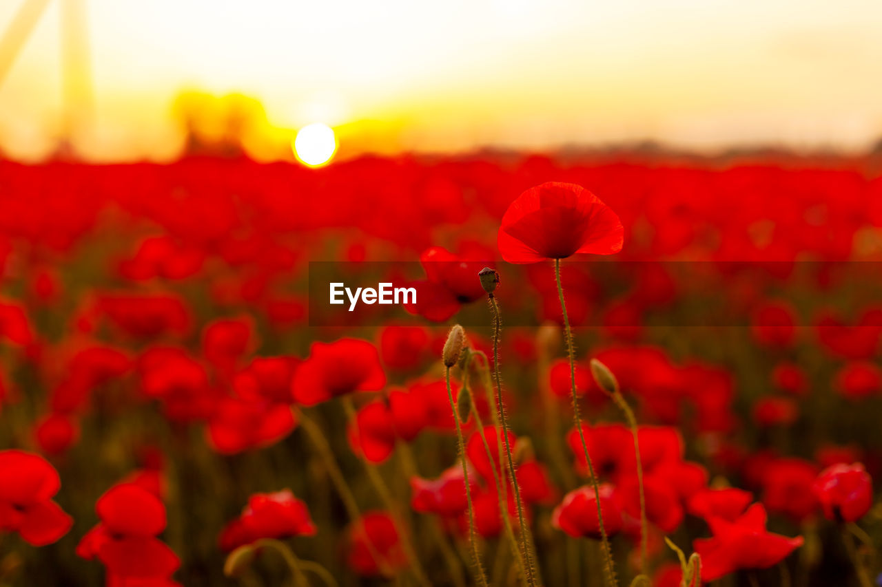 Beautiful background with blooming red poppies at sunset