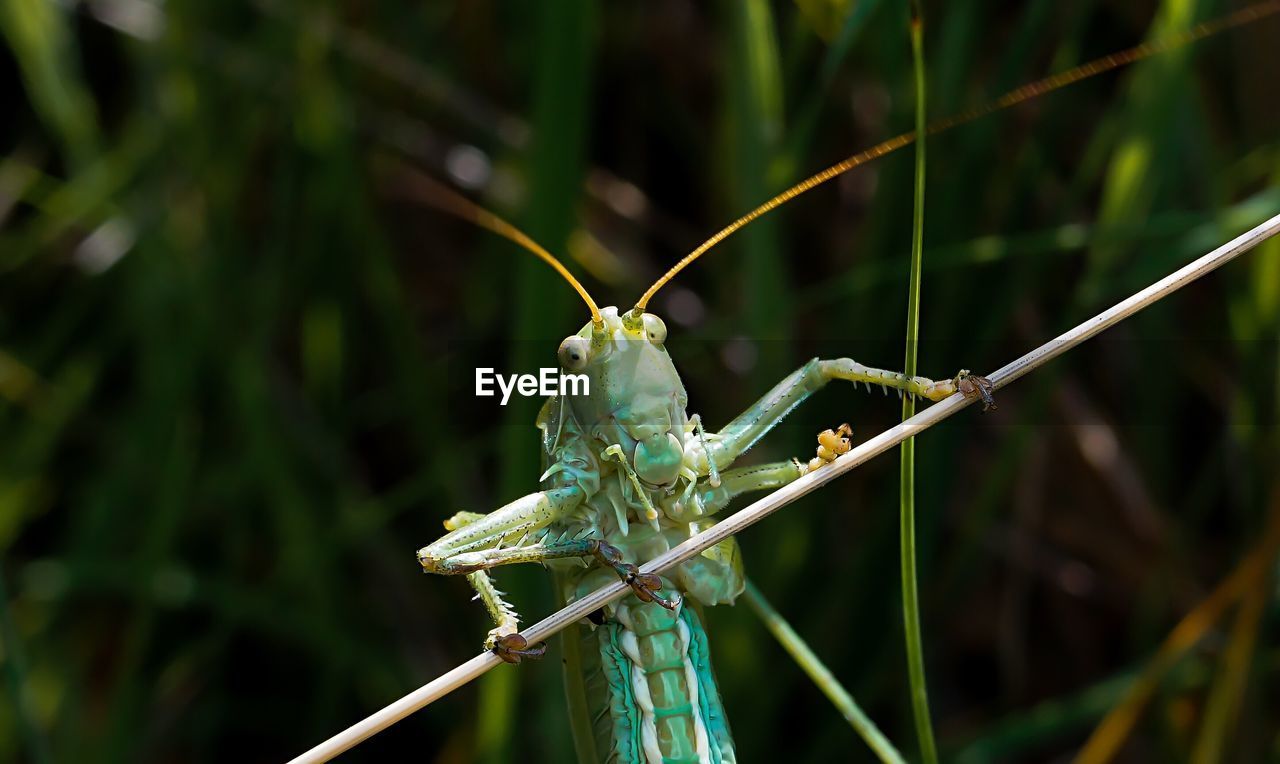 Close-up of dragonfly