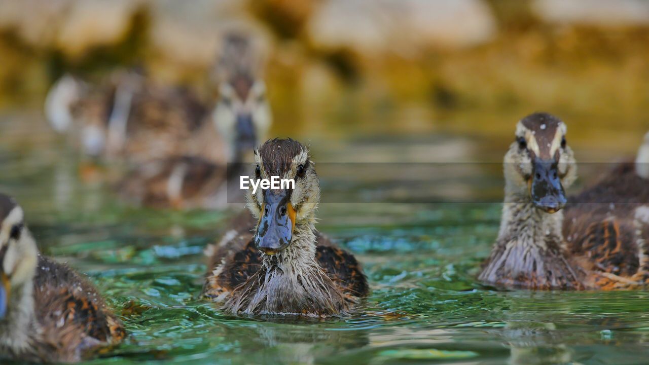 CLOSE-UP OF MALLARD DUCK SWIMMING IN LAKE