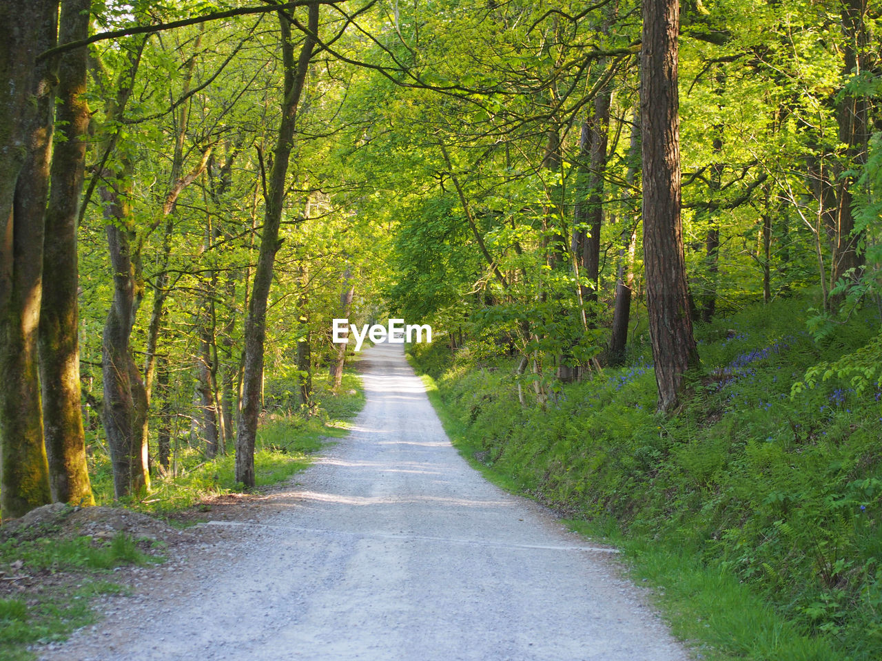 ROAD IN FOREST