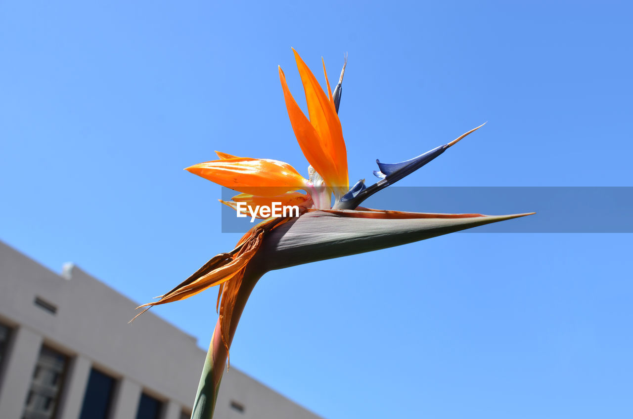 LOW ANGLE VIEW OF TREE AGAINST BLUE SKY