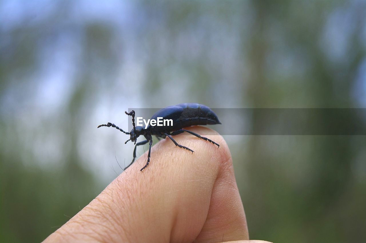 CLOSE-UP OF INSECT ON HAND HOLDING LEAF