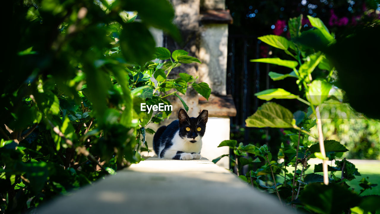 View of a cat amidst plants