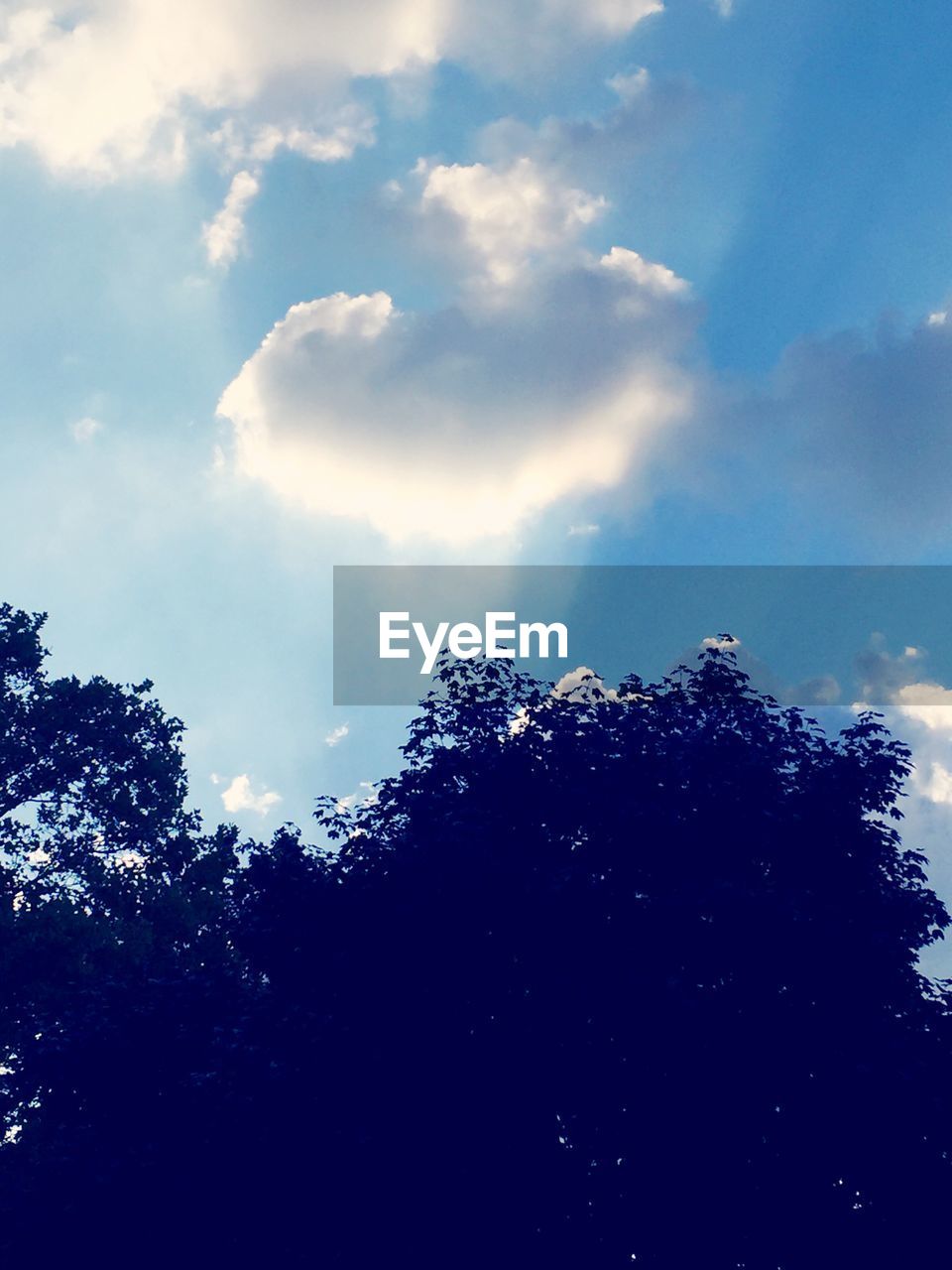 LOW ANGLE VIEW OF TREES AGAINST BLUE SKY