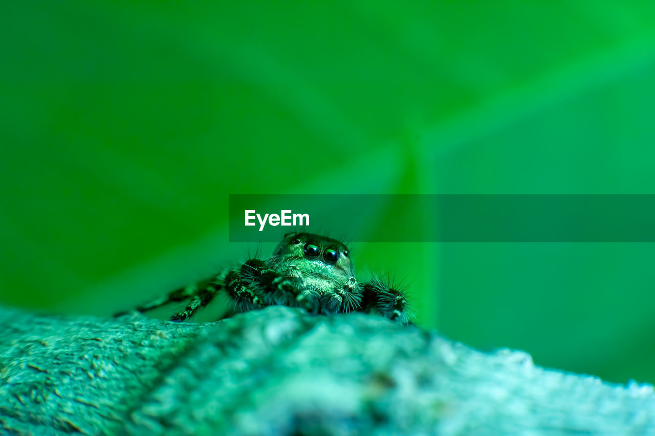 CLOSE-UP OF SPIDER IN GREEN LEAF