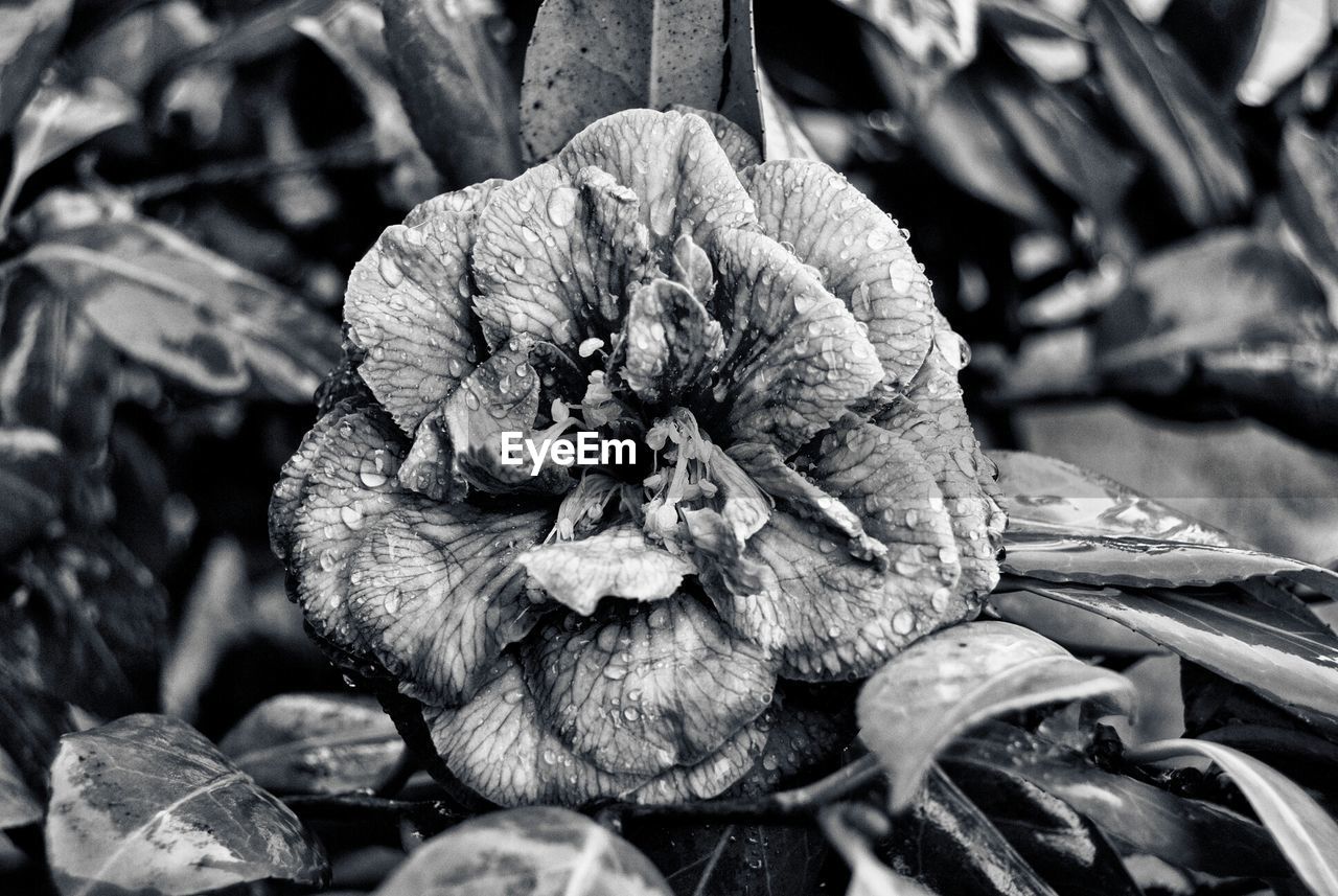 Detail of wet flower blooming outdoors