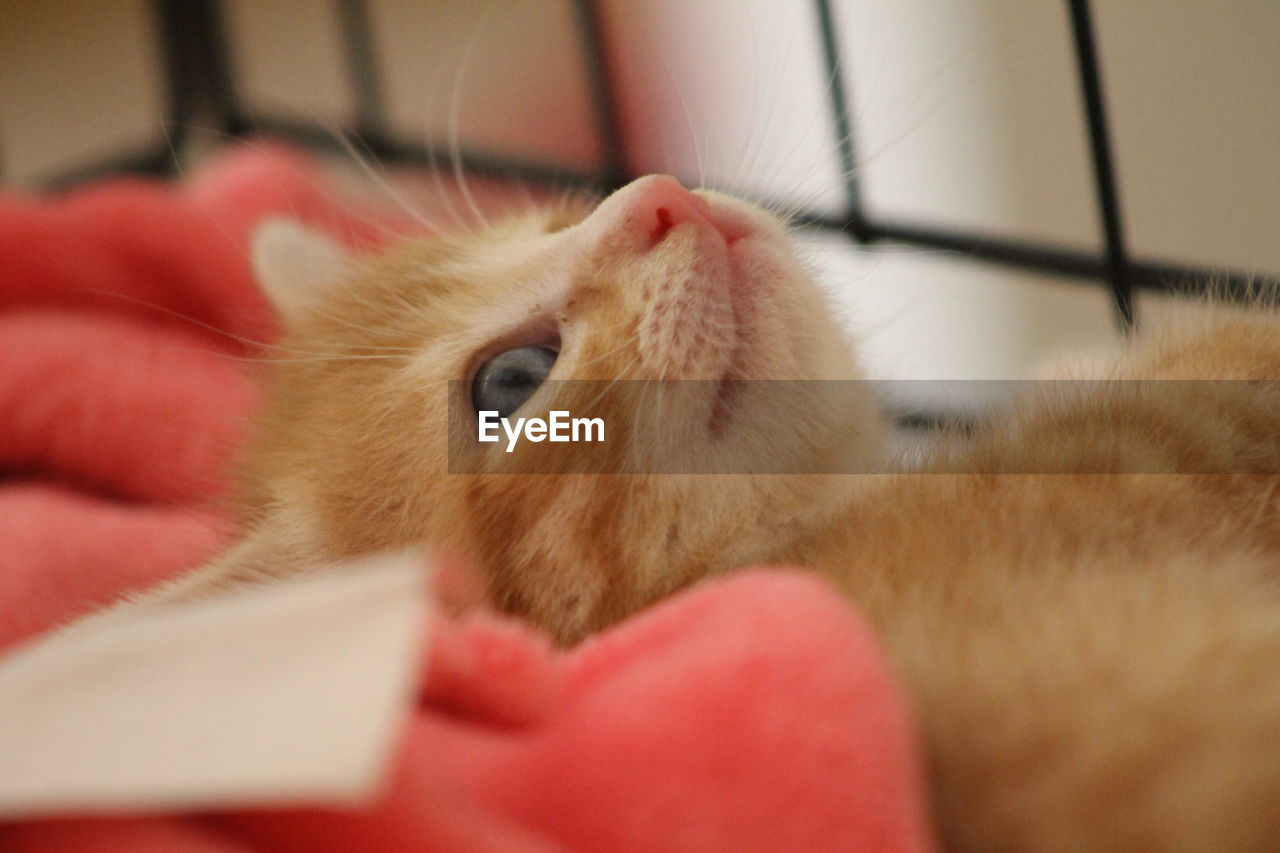 CLOSE-UP OF A CAT WITH HAND