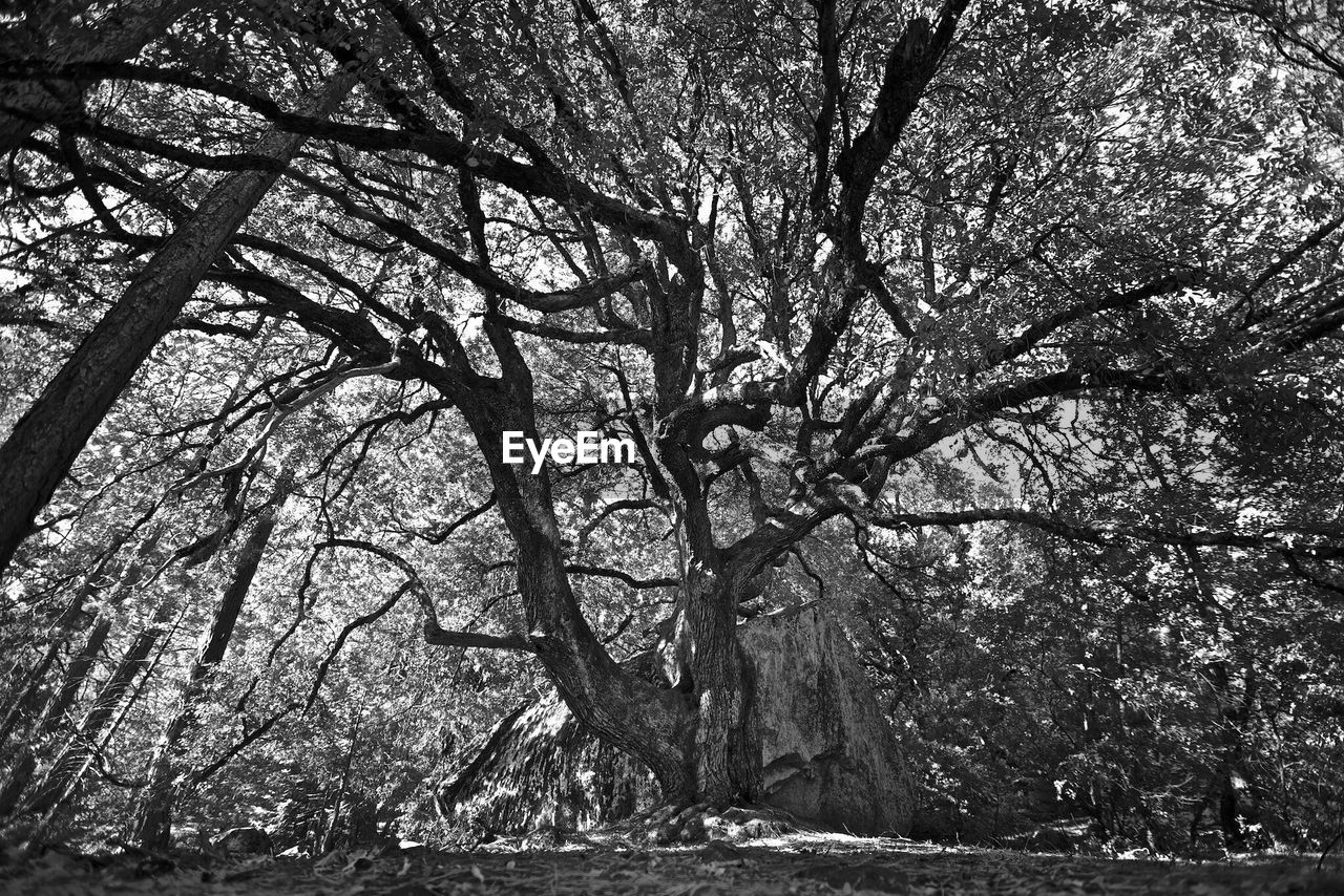 Bare trees against sky