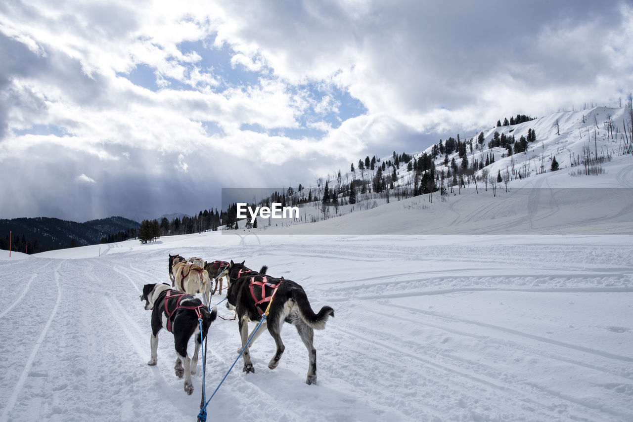 Rear view of dogs on snow