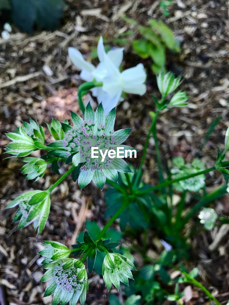 CLOSE-UP OF PLANTS