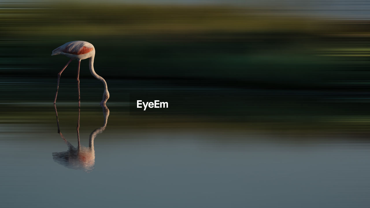 Close-up of a bird in lake