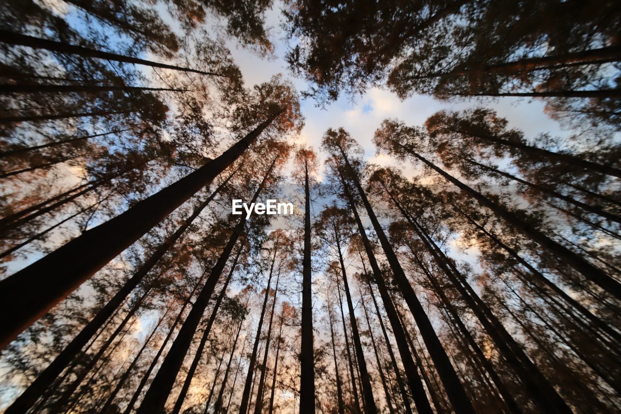 Low angle view of trees in forest against sky