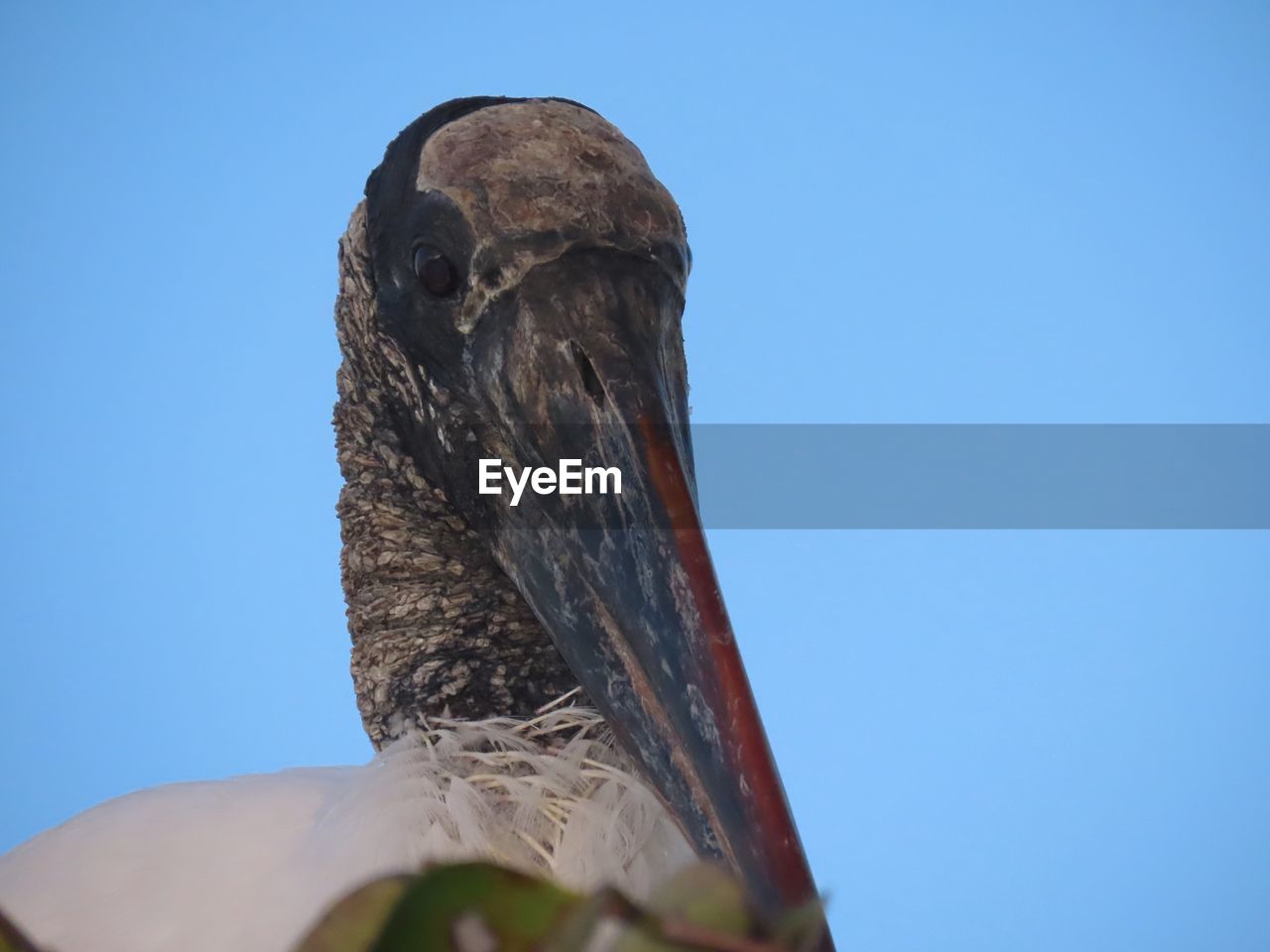 Low angle view of a wood stork against clear blue sky