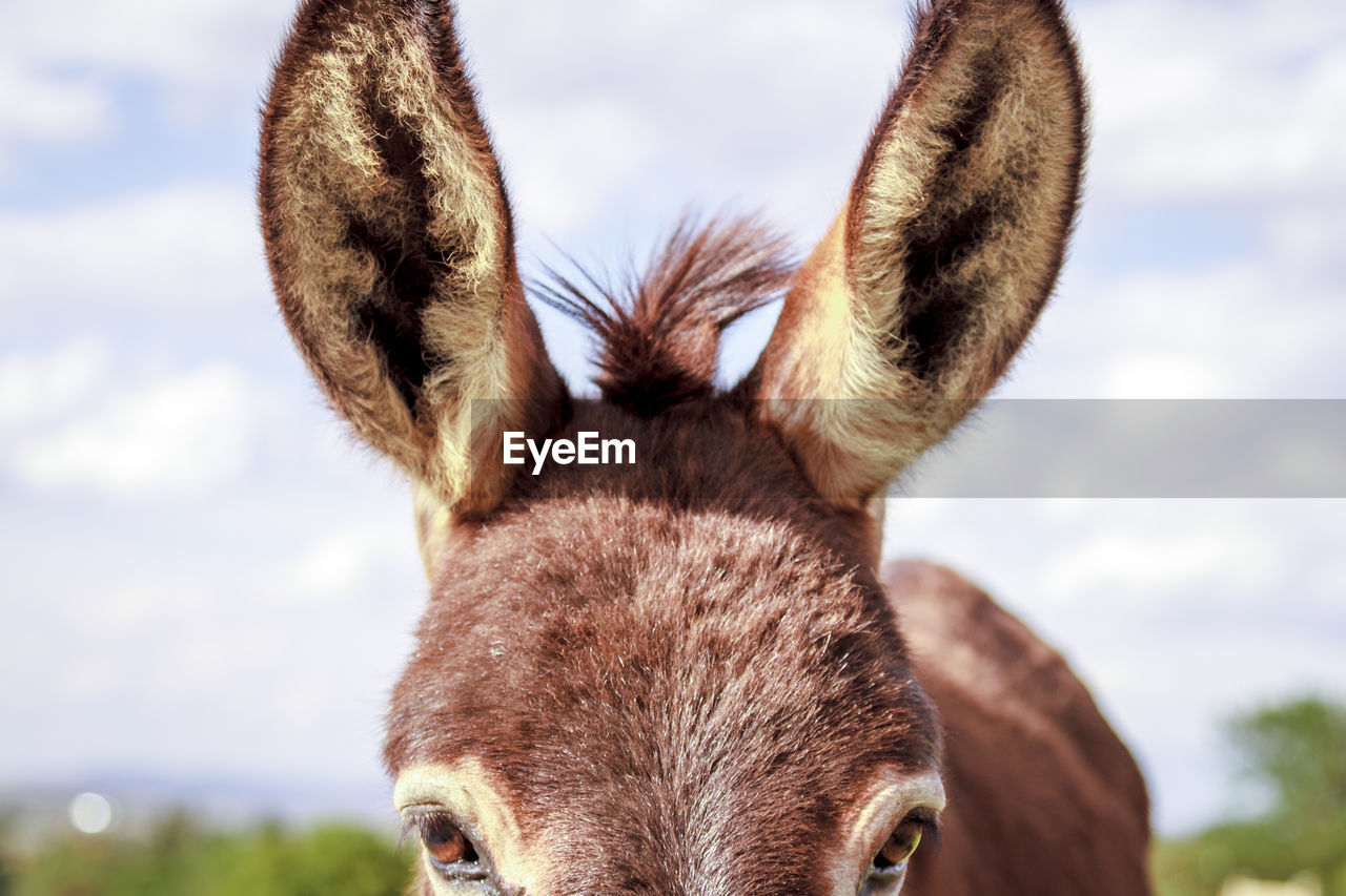 Close-up of donkey against sky