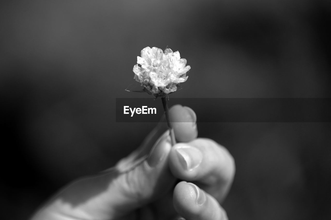 Cropped image of person holding flower