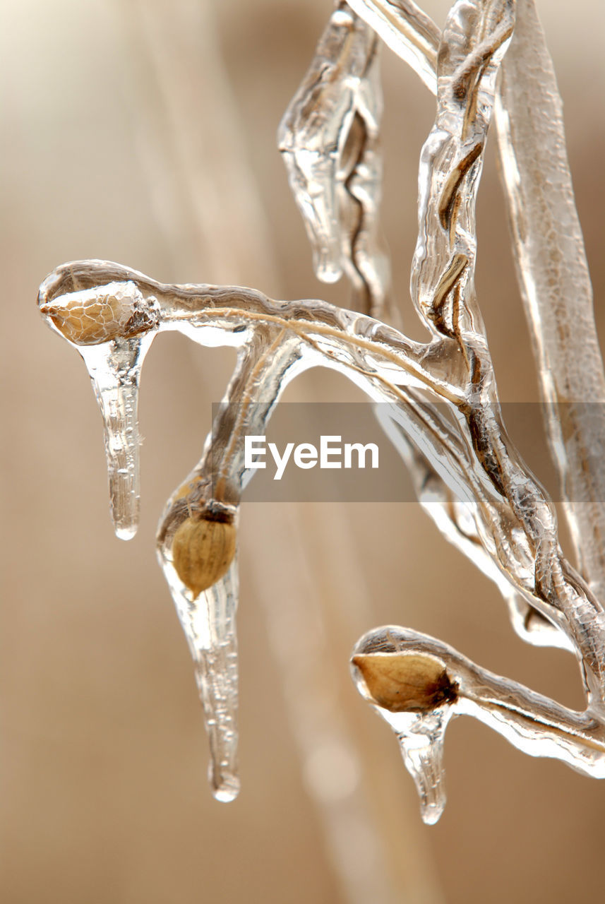 Photo of reed covered in ice after an ice storm.