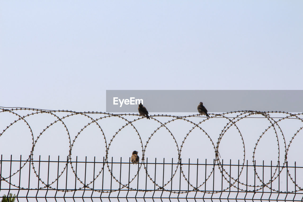 Birds perching on fence against sky