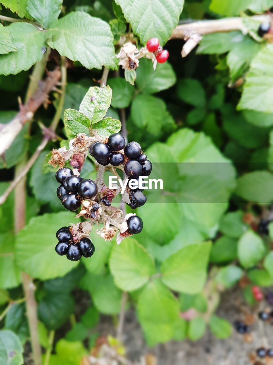 CLOSE-UP OF BERRIES ON PLANT