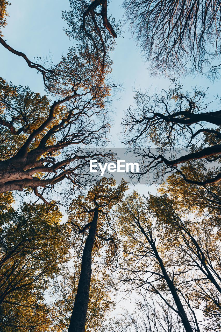 LOW ANGLE VIEW OF TREES AGAINST SKY IN FOREST