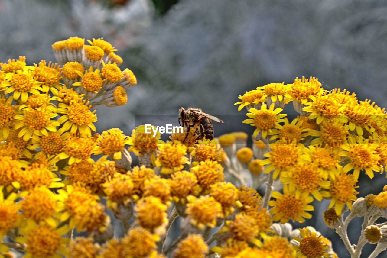 Close-up of bee pollinating on yellow flowers