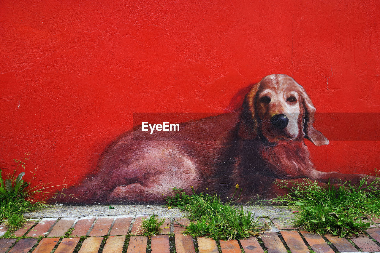 PORTRAIT OF DOG SITTING BY RED WALL