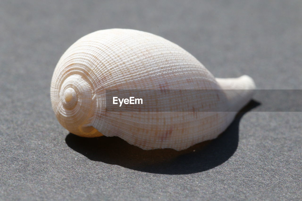 CLOSE-UP OF SNAIL WITH SHELL