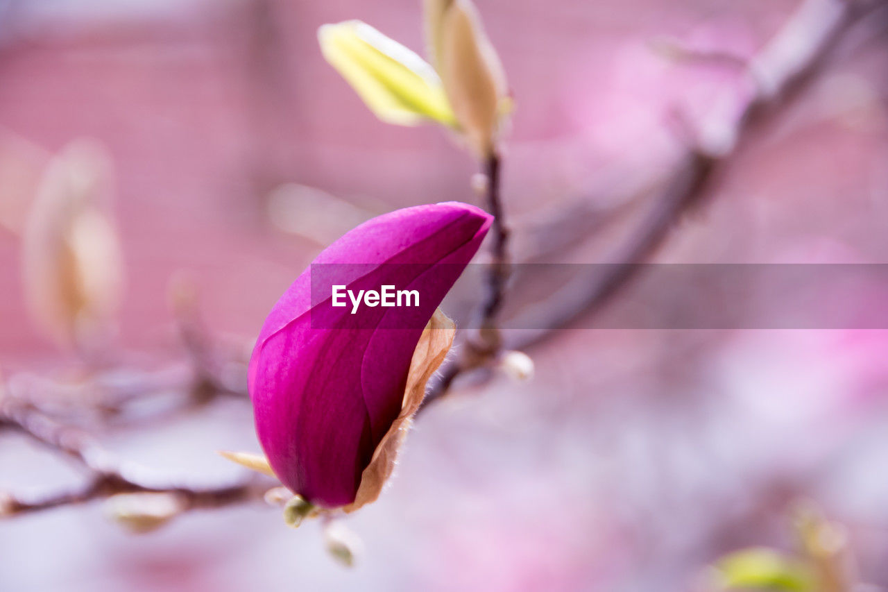 flower, plant, flowering plant, beauty in nature, freshness, pink, blossom, fragility, close-up, nature, petal, springtime, growth, macro photography, no people, flower head, selective focus, tree, inflorescence, purple, spring, outdoors, focus on foreground, magenta, botany, branch, bud, day, pollen, pastel colored, softness, plant part, leaf