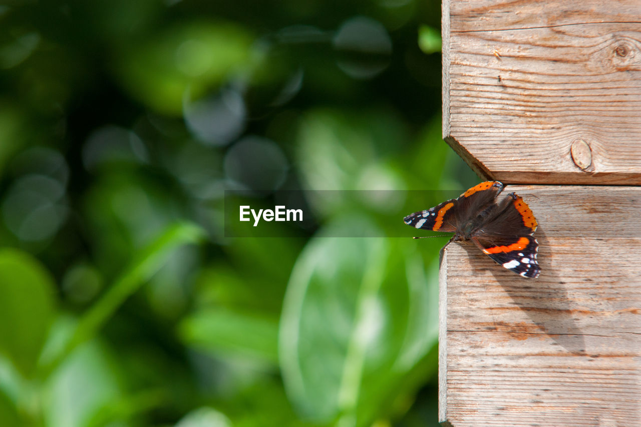 Close-up of butterfly on wooden boards 