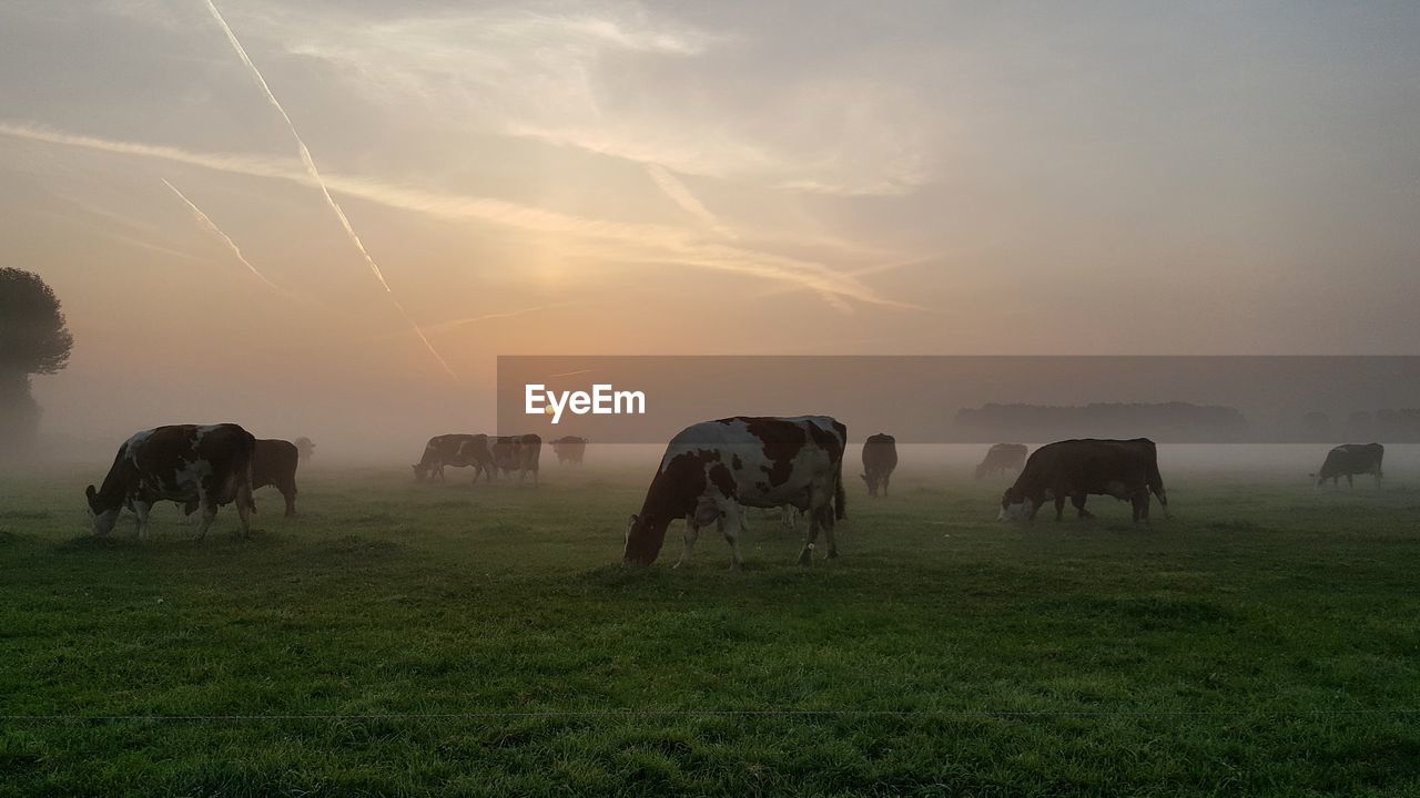 Cows captured during early morning