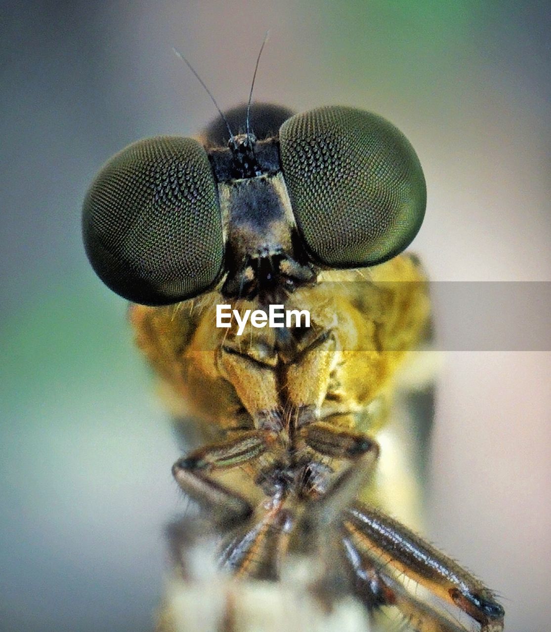 CLOSE-UP OF AN INSECT