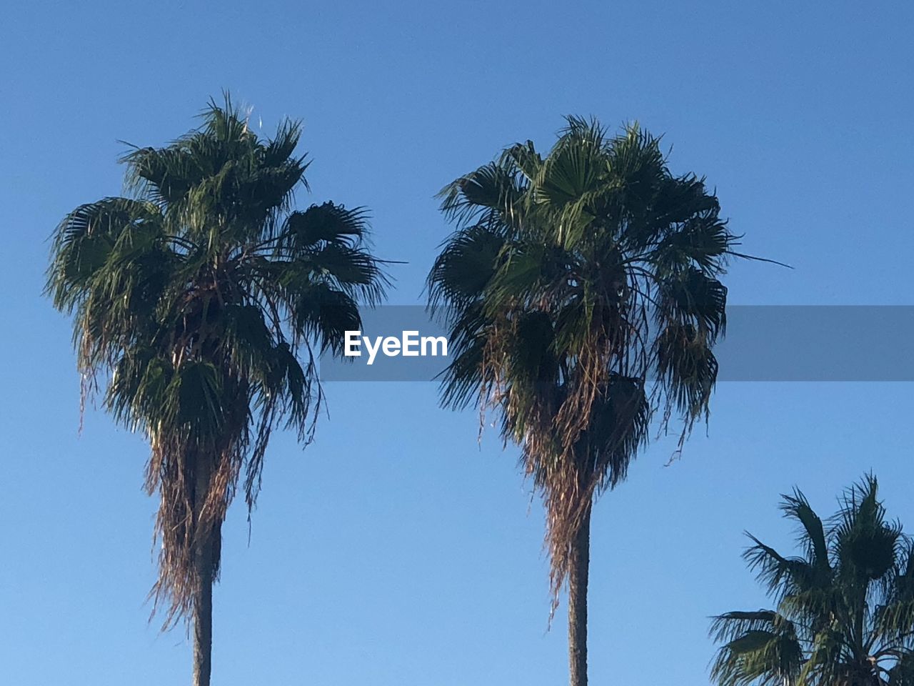 LOW ANGLE VIEW OF PALM TREES AGAINST BLUE SKY