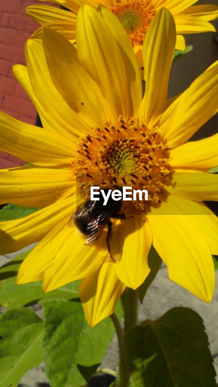 CLOSE-UP OF HONEY BEE POLLINATING ON SUNFLOWER