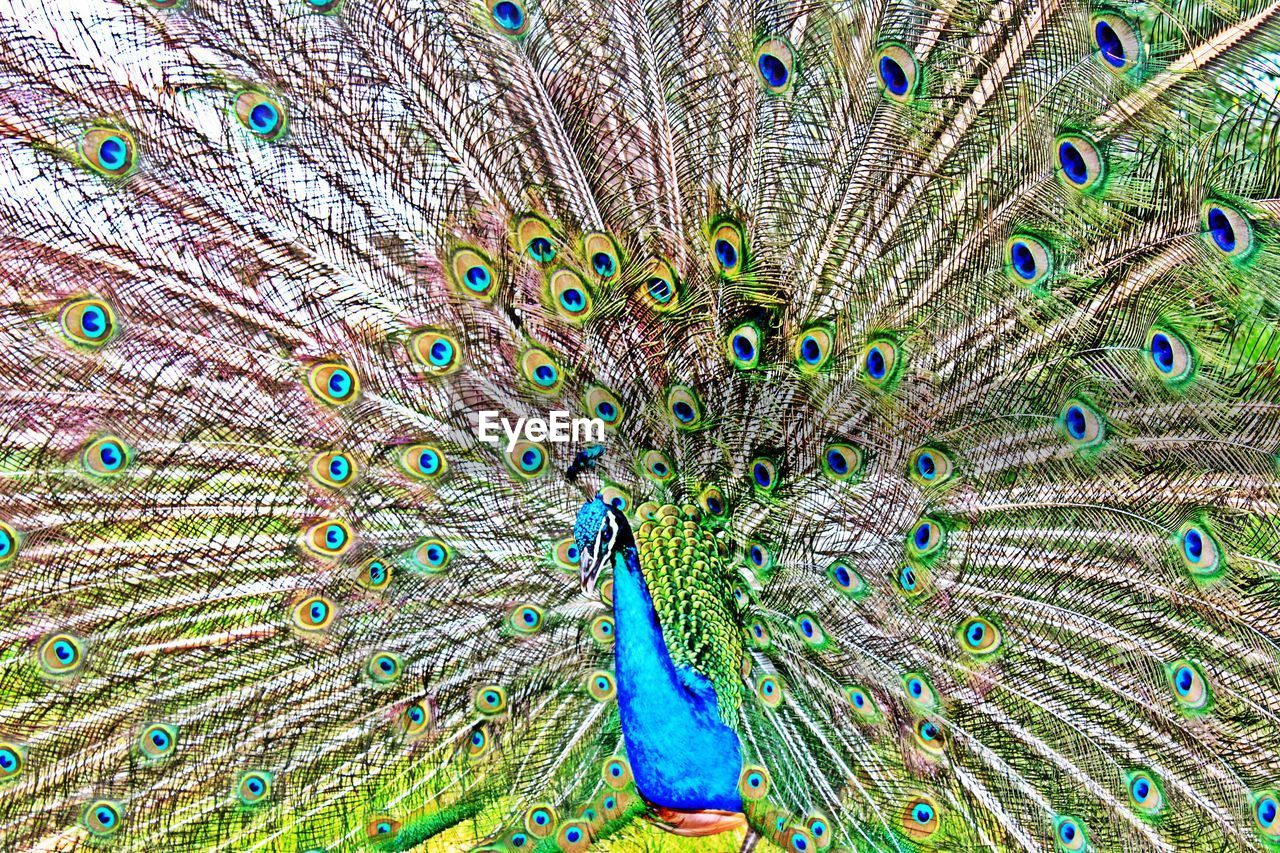 FULL FRAME SHOT OF PEACOCK