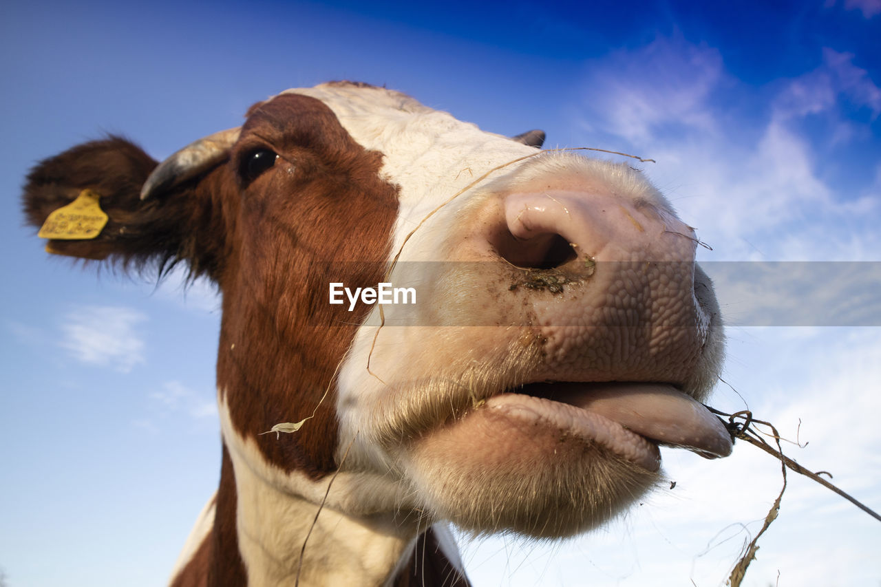 Close-up of a cow