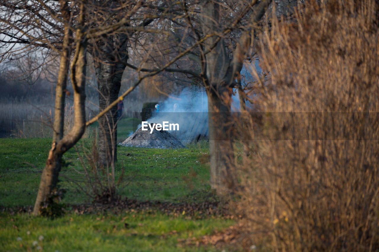 Bare trees on grassy field at dusk