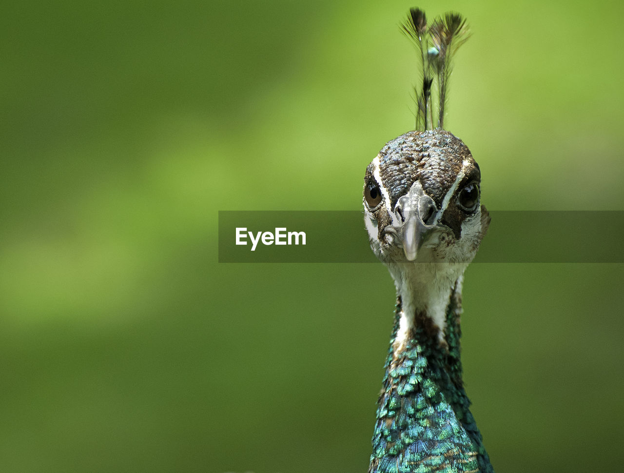 CLOSE-UP PORTRAIT OF BIRD ON LEAF