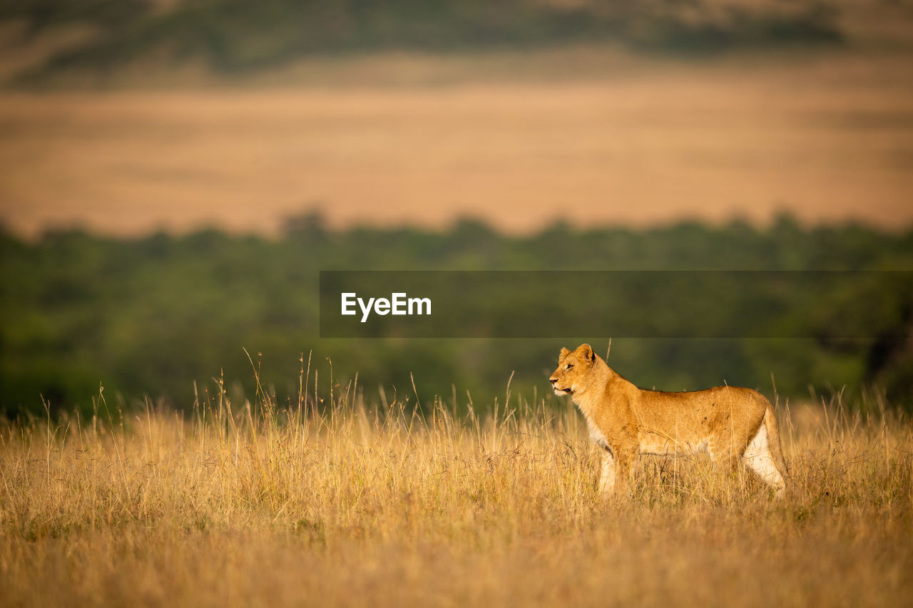 Lioness standing on grassy field