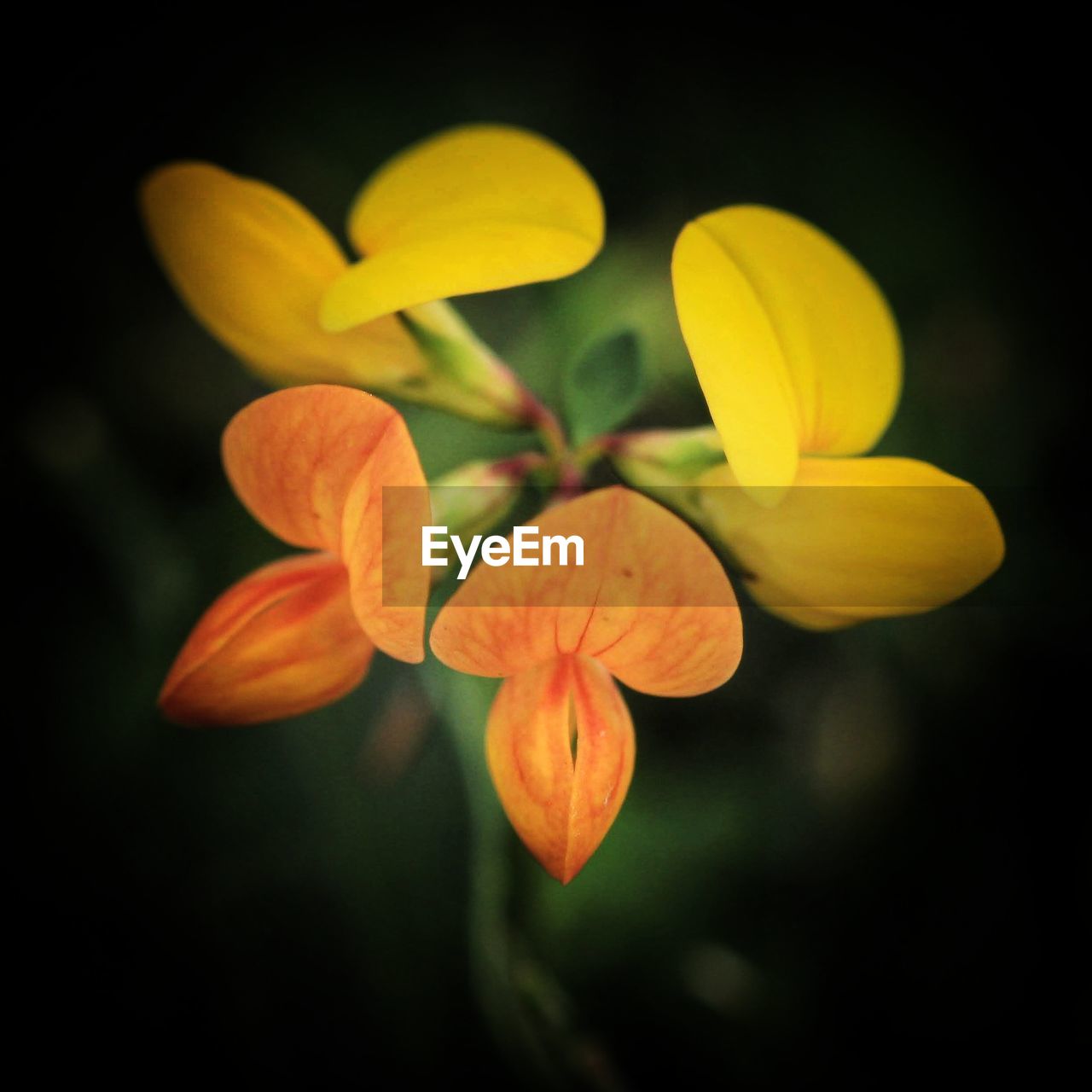 CLOSE-UP OF YELLOW FLOWER