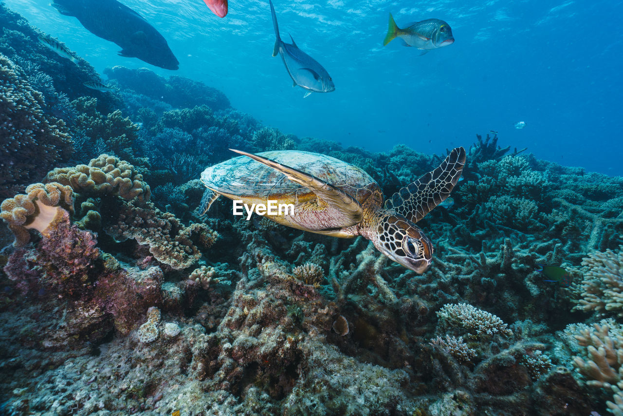 close-up of fish swimming in sea